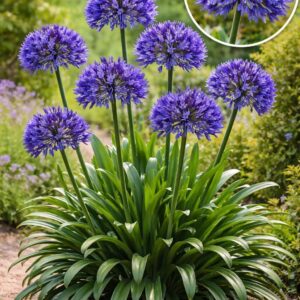 découvrez l'agapanthus midnight sky, une plante élégante aux fleurs bleu foncé idéales pour sublimer votre jardin ou vos espaces extérieurs avec une touche de couleur profonde et raffinée.