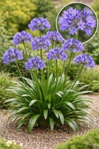 découvrez l'agapanthus pitchoune blue, une plante élégante aux fleurs bleues vibrantes, parfaite pour égayer vos jardins et balcons.