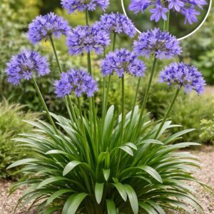 découvrez l'agapanthus pitchoune blue, une plante élégante aux fleurs bleues vibrantes, parfaite pour égayer vos jardins et balcons.