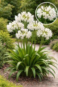 découvrez l'agapanthus pitchoune white, une plante élégante aux fleurs blanches éclatantes, idéale pour sublimer vos jardins et balcons avec une touche de fraîcheur estivale.