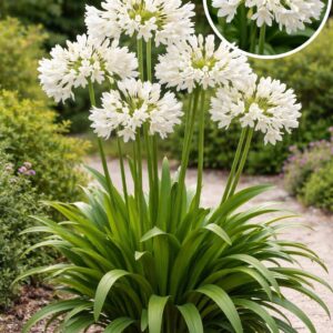 découvrez l'agapanthus pitchoune white, une plante élégante aux fleurs blanches éclatantes, idéale pour sublimer vos jardins et balcons avec une touche de fraîcheur estivale.