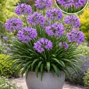 AGAPANTHUS poppin PURPLE STAR