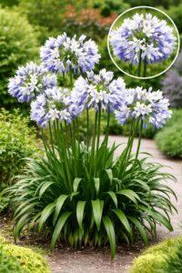 découvrez l'agapanthe, une plante élégante aux fleurs bleues ou blanches, parfaite pour embellir votre jardin et attirer les pollinisateurs.