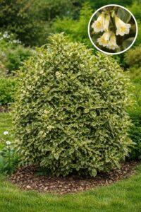 découvrez le chalef, un arbuste élégant aux feuilles persistantes, idéal pour vos haies et jardins, alliant esthétique et facilité d'entretien.