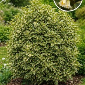 découvrez le chalef, un arbuste élégant aux feuilles persistantes, idéal pour vos haies et jardins, alliant esthétique et facilité d'entretien.