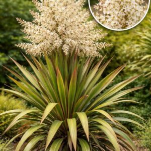 découvrez la cordyline australe, une plante ornementale élégante aux feuilles colorées, idéale pour apporter une touche tropicale à votre jardin ou intérieur.