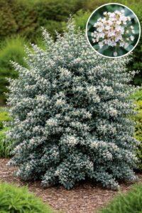 découvrez le cotonéaster à feuilles bleues, un arbuste ornemental apprécié pour son feuillage coloré et son entretien facile, idéal pour embellir votre jardin.