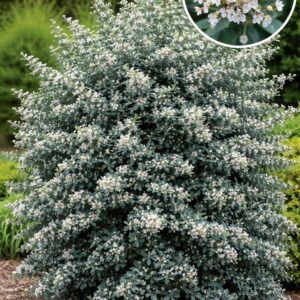 découvrez le cotonéaster à feuilles bleues, un arbuste ornemental apprécié pour son feuillage coloré et son entretien facile, idéal pour embellir votre jardin.