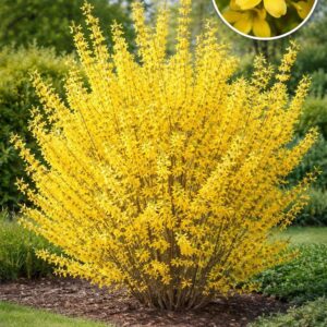 Forsythia