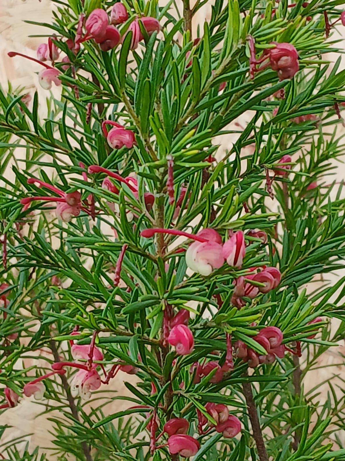 Grevillea – Image 2