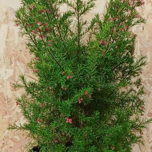 Grevillea