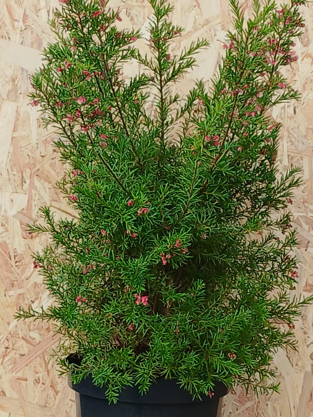 Grevillea
