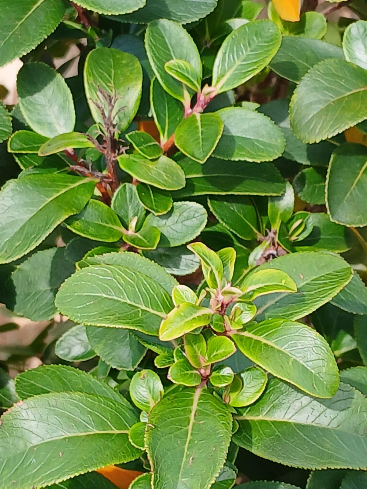 Escallonia – Image 2