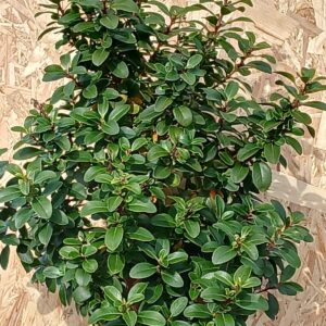 Escallonia