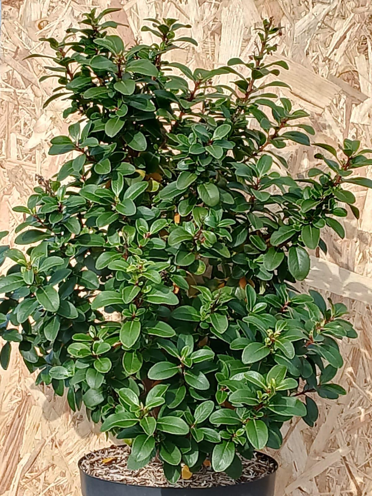 Escallonia