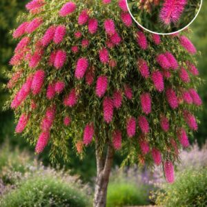 Rince-Bouteille Hot Pink