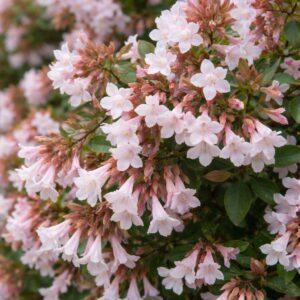 Abélia à grandes fleurs