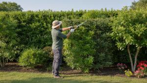 apprenez à entretenir vos arbres de haie pour un jardin impeccable grâce à nos conseils pratiques et faciles à suivre.