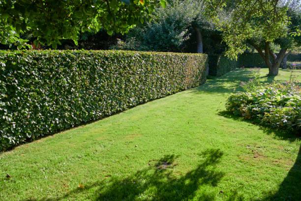 Quelle haie choisir pour délimiter votre jardin avec style - Pépinière du Seignanx découvrez comment choisir la haie idéale pour délimiter votre jardin avec élégance et style, alliant esthétisme et fonctionnalité.